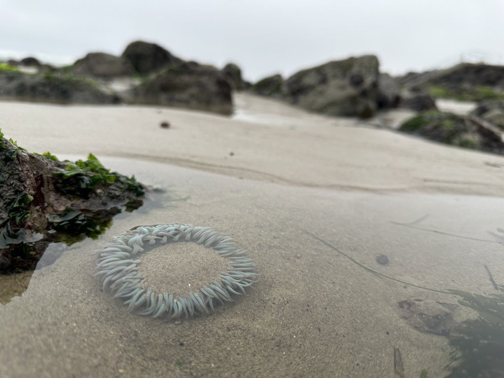 Tide Pooling Log: Ventura County in Early June
