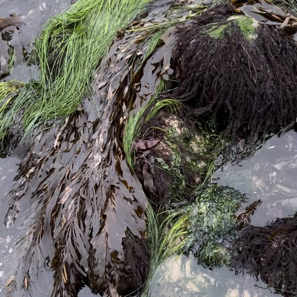 kelp, Tide pooling; tide pooling at dawn, ventura county, marine life, invertebrates, invertebrates marine life, what will I see tide pooling?