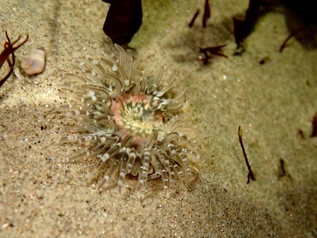 moonglow anemone, Tide pooling; tide pooling at dawn, ventura county, marine life, invertebrates, invertebrates marine life, what will I see tide pooling?