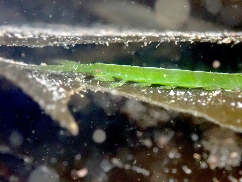 eelgrass isopod, Tide pooling; tide pooling at dawn, ventura county, marine life, invertebrates, invertebrates marine life, what will I see tide pooling?