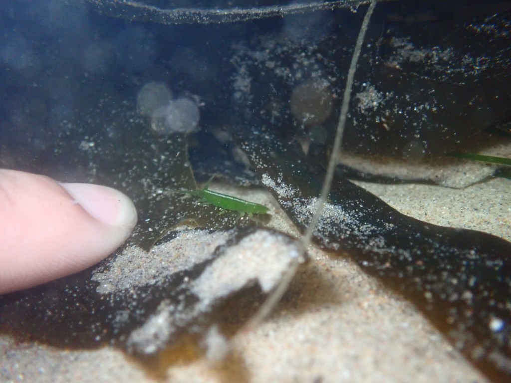 eelgrass isopod, Tide pooling; tide pooling at dawn, ventura county, marine life, invertebrates, invertebrates marine life, what will I see tide pooling?