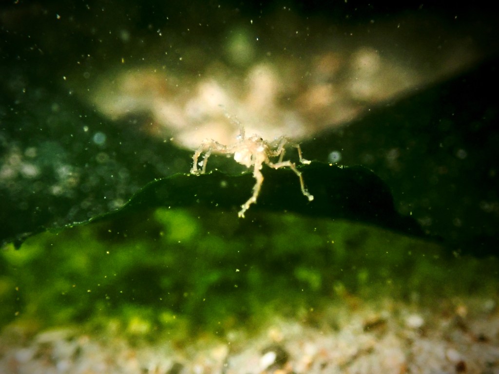 sea spider, Tide pooling; tide pooling at dawn, ventura county, marine life, invertebrates, invertebrates marine life, what will I see tide pooling?