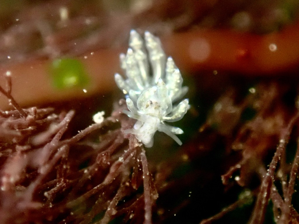 nudibranch, homely aeolid, Tide pooling; tide pooling at dawn, ventura county, marine life, invertebrates, invertebrates marine life, what will I see tide pooling?