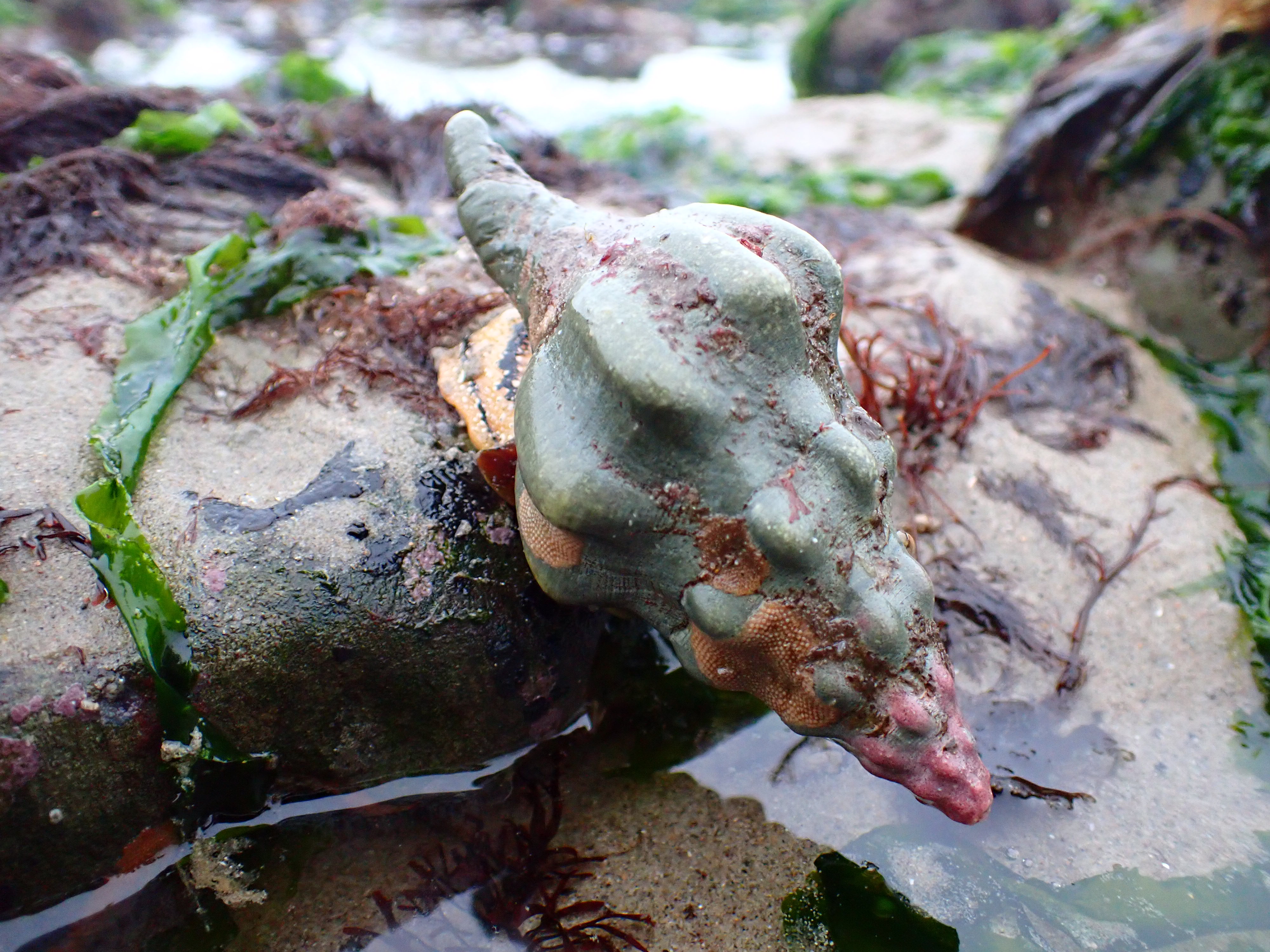 kellet's whelk, Tide pooling; tide pooling at dawn, ventura county, marine life, invertebrates, invertebrates marine life, what will I see tide pooling?