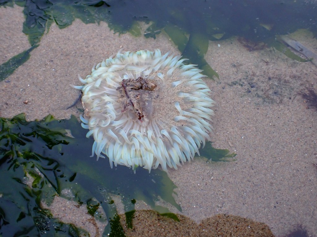 anemone, Tide pooling; tide pooling at dawn, ventura county, marine life, invertebrates, invertebrates marine life, what will I see tide pooling?