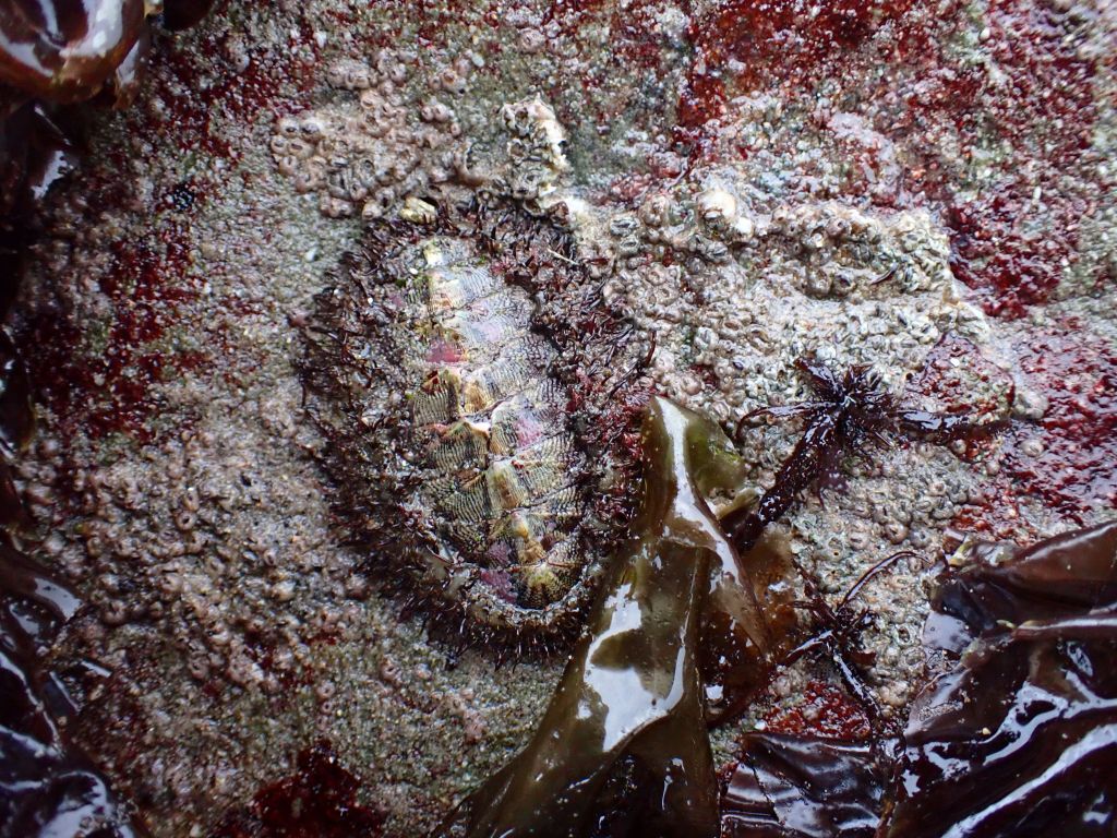mossy chiton, Tide pooling; tide pooling at dawn, ventura county, marine life, invertebrates, invertebrates marine life, what will I see tide pooling?