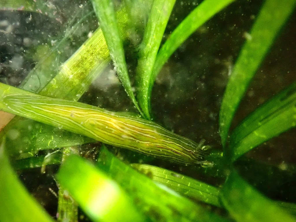 eelgrass seahare, taylor's seahare, zebra leaf slug, tide pooling, seahares, low intertidal, ecological importance