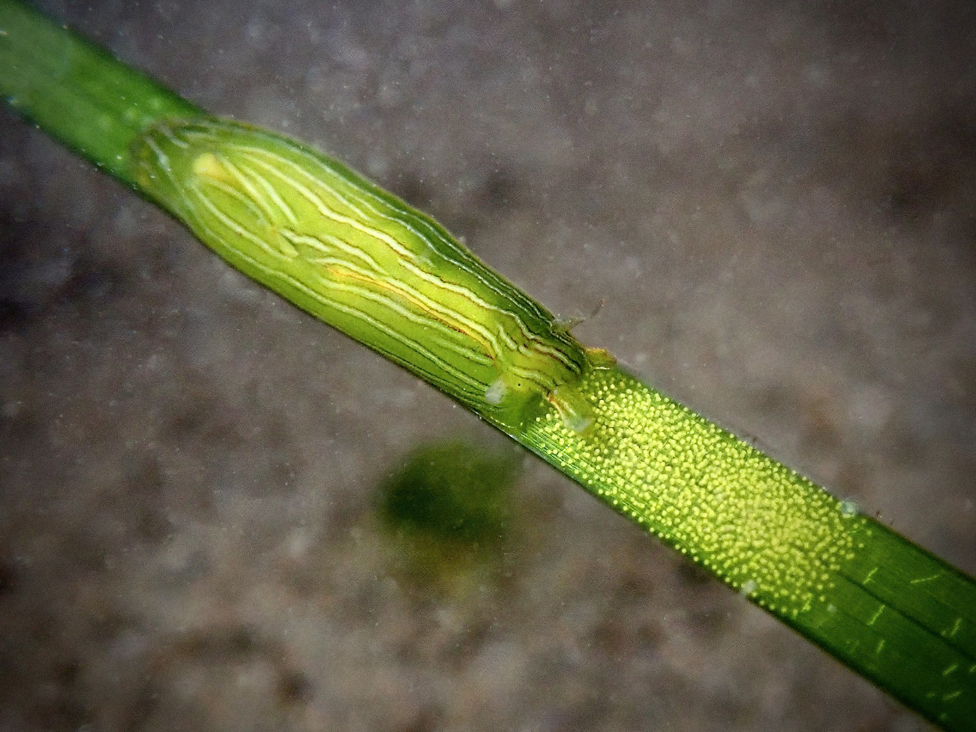 eelgrass seahare, taylor's seahare, zebra leaf slug, tide pooling, seahares, low intertidal, ecological importance