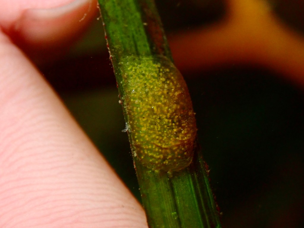 eelgrass seahare, taylor's seahare eggs, zebra leaf slug, tide pooling, seahares, low intertidal, ecological importance