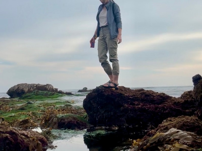 Marine Invertebrate and Intertidal&nbsp;Terms