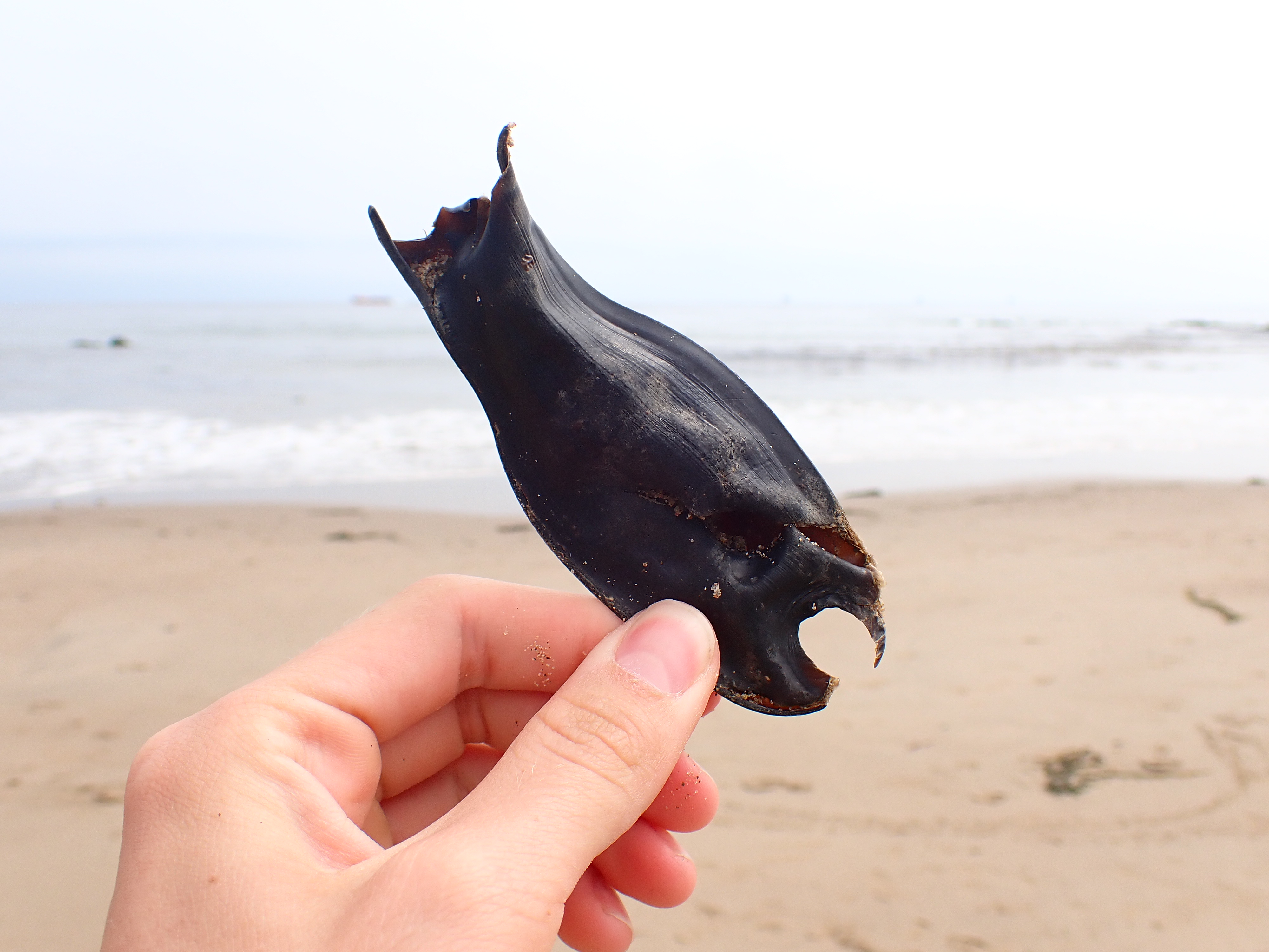 swell shark egg, Tide pooling at a "bad" low tide; tide pooling logs, what can I find in the tide pools, intertidal, marine photography, Ventura county