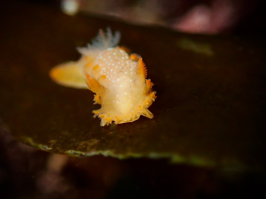 spotted dorid, nudibranch, intertidal nudibranch, sea slug, tide pooling, marine macro photography