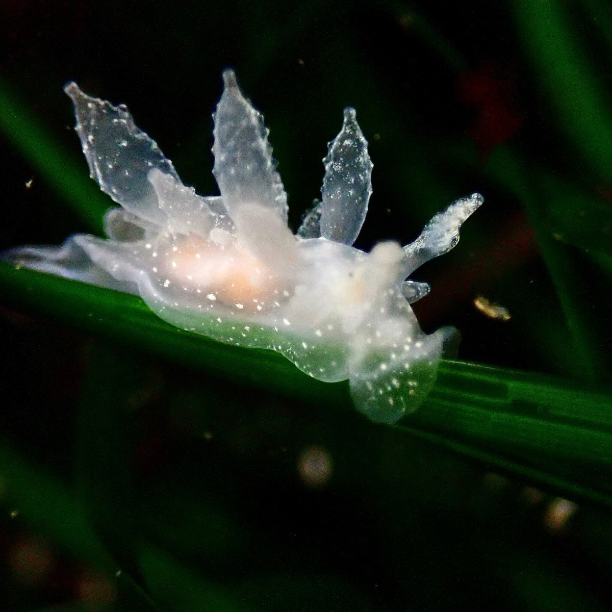 5 Tips For Finding Nudibranchs At The Tide&nbsp;Pools