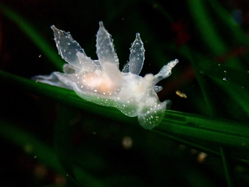 colorful dirona, nudibranch, intertidal nudibranch, sea slug, tide pooling, marine macro photography