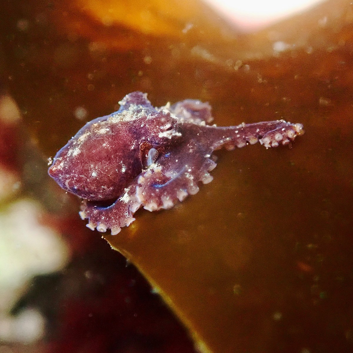 Tide Pooling Log: Pre-Dawn Summer Low Tide in Orange&nbsp;County