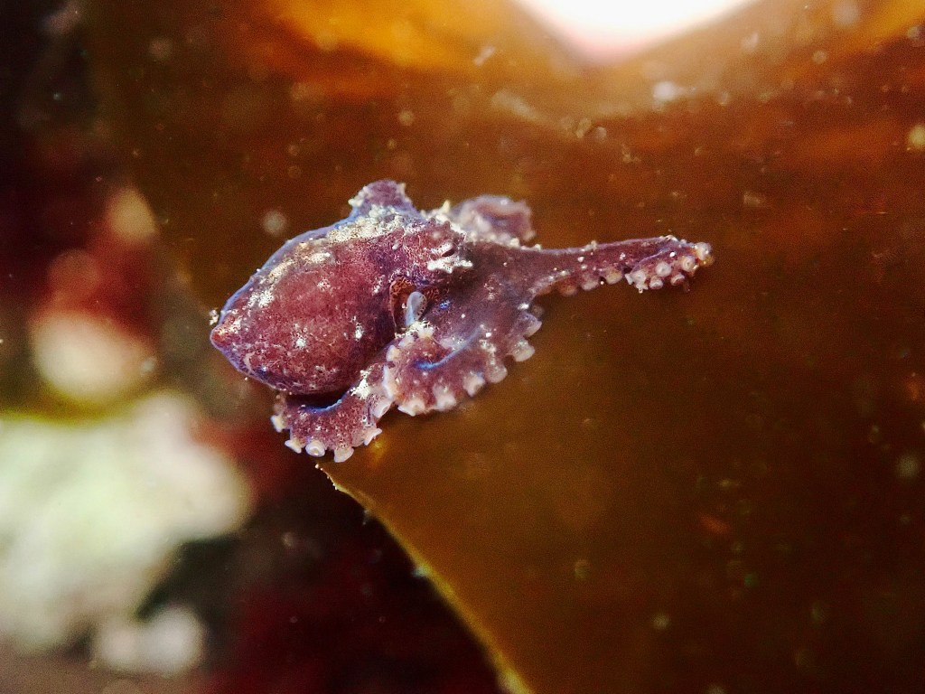 Tide Pooling Log: Pre-Dawn Summer Low Tide in Orange County