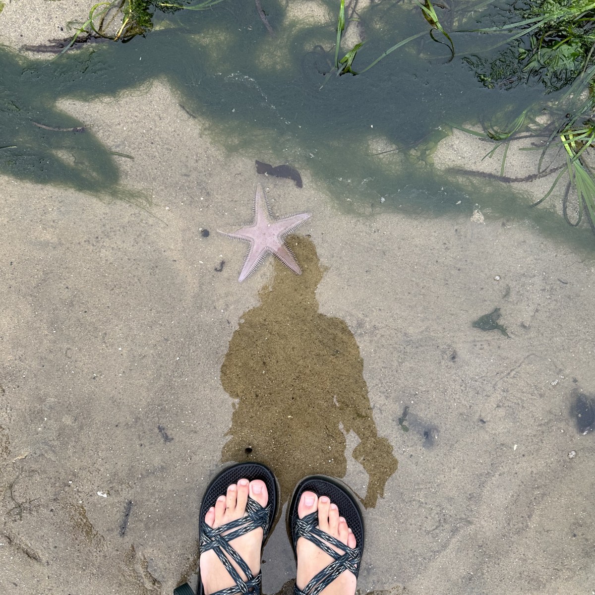 Tide Pooling Log: Orange County Eelgrass beds Before&nbsp;Dawn