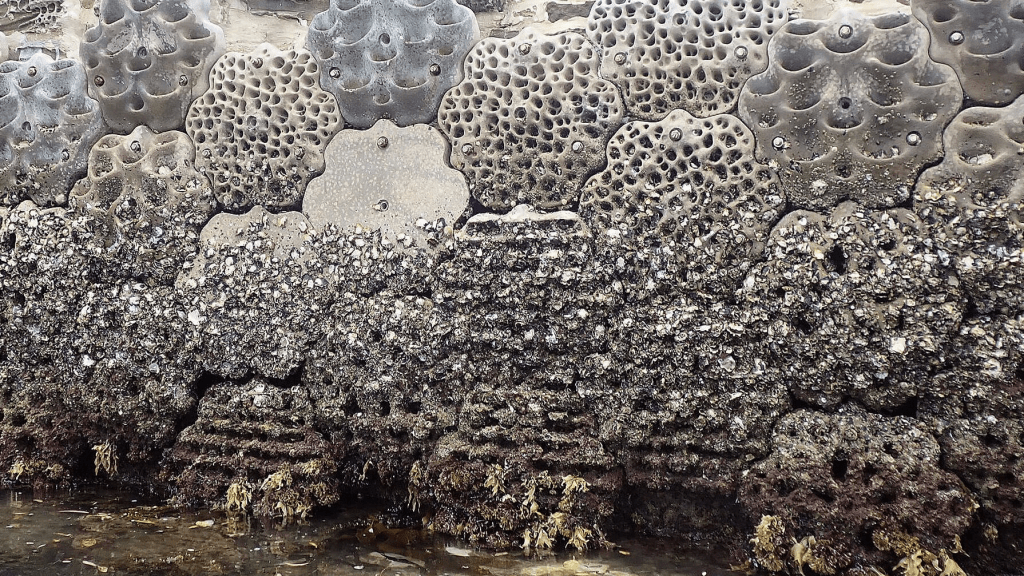 Living Seawalls: Aiming for Ecologically-Minded Ocean&nbsp;Construction