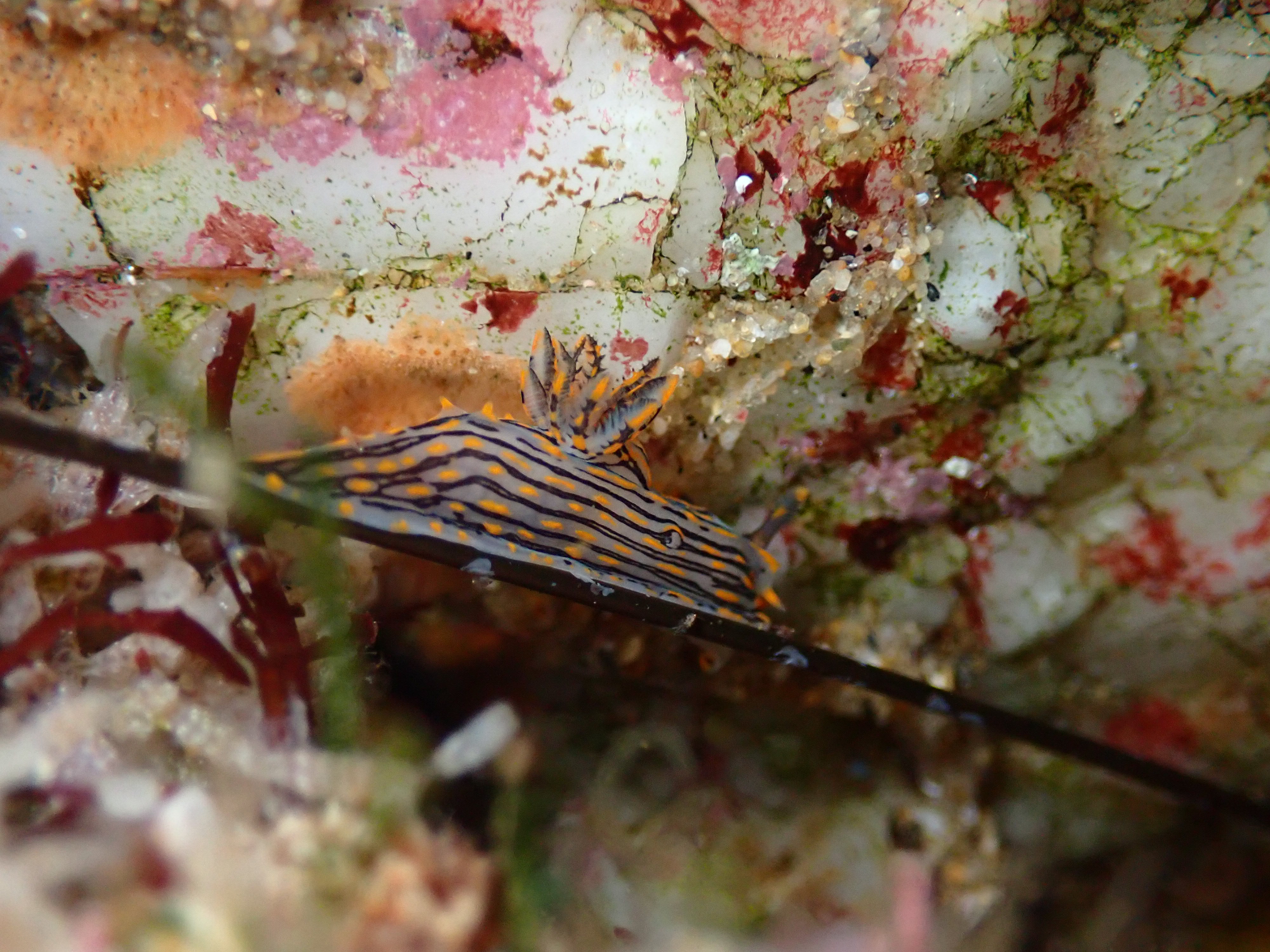 sorcerer's dorid, tide pooling in Orange country, tide pooling at dawn, tide pooling log, intertidal animals, intertidal photography