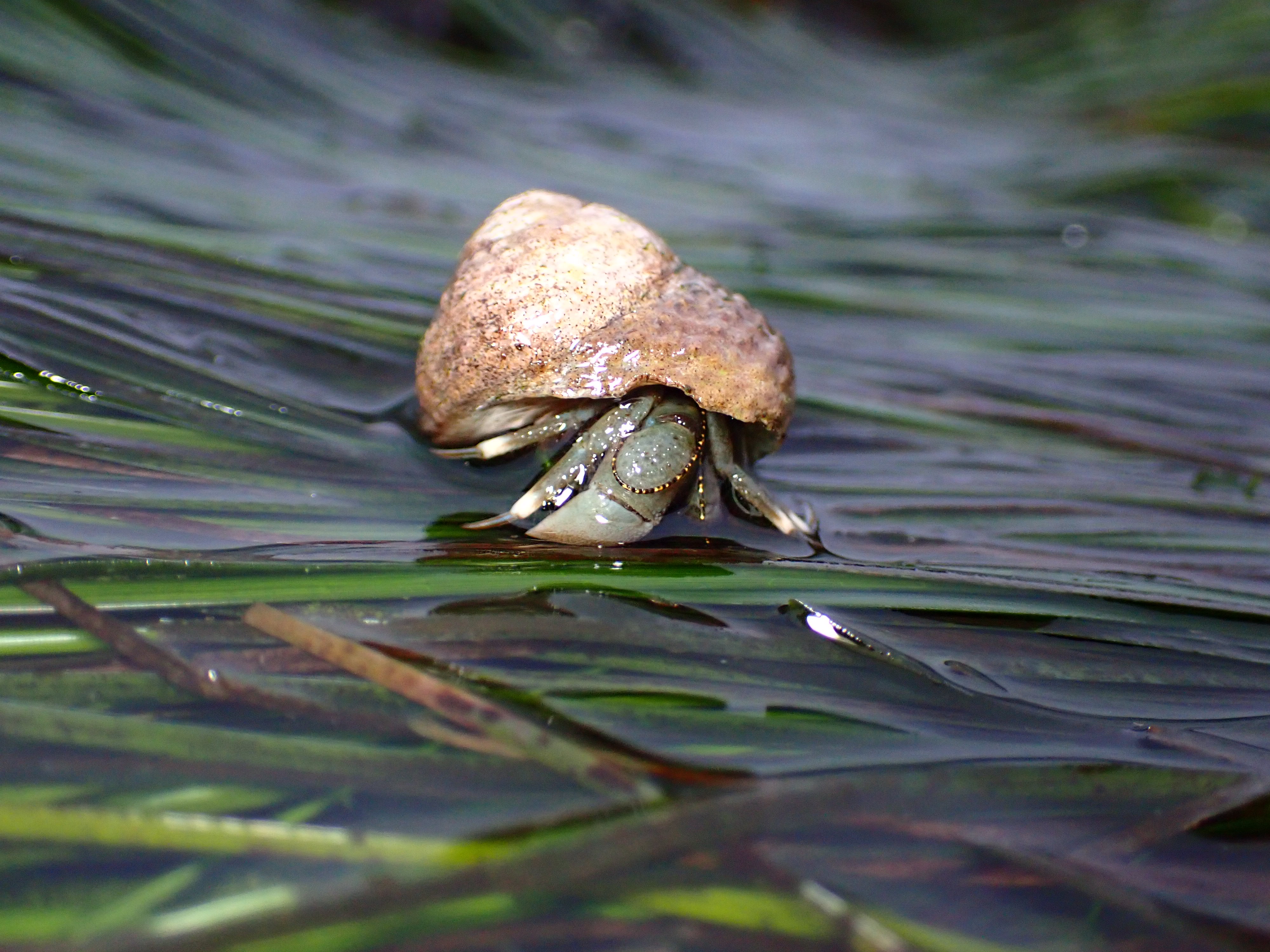 ventura hermit crab, tide pooling in Orange country, tide pooling at dawn, tide pooling log, intertidal animals, intertidal photography