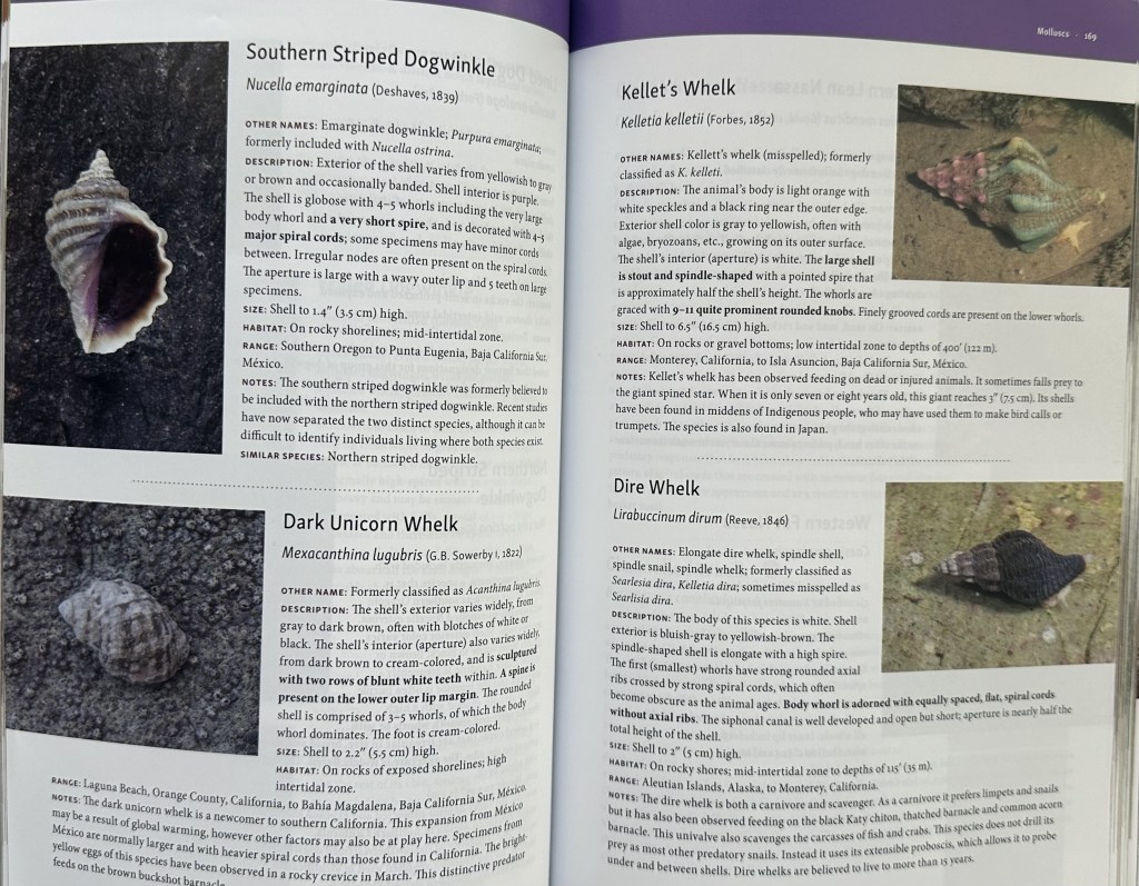 The new beachcomber's guide to Seashore life of California, J. Duane Sept, book reviews, tide pooling, reviews, tidepooling books, tide pool life, field guides