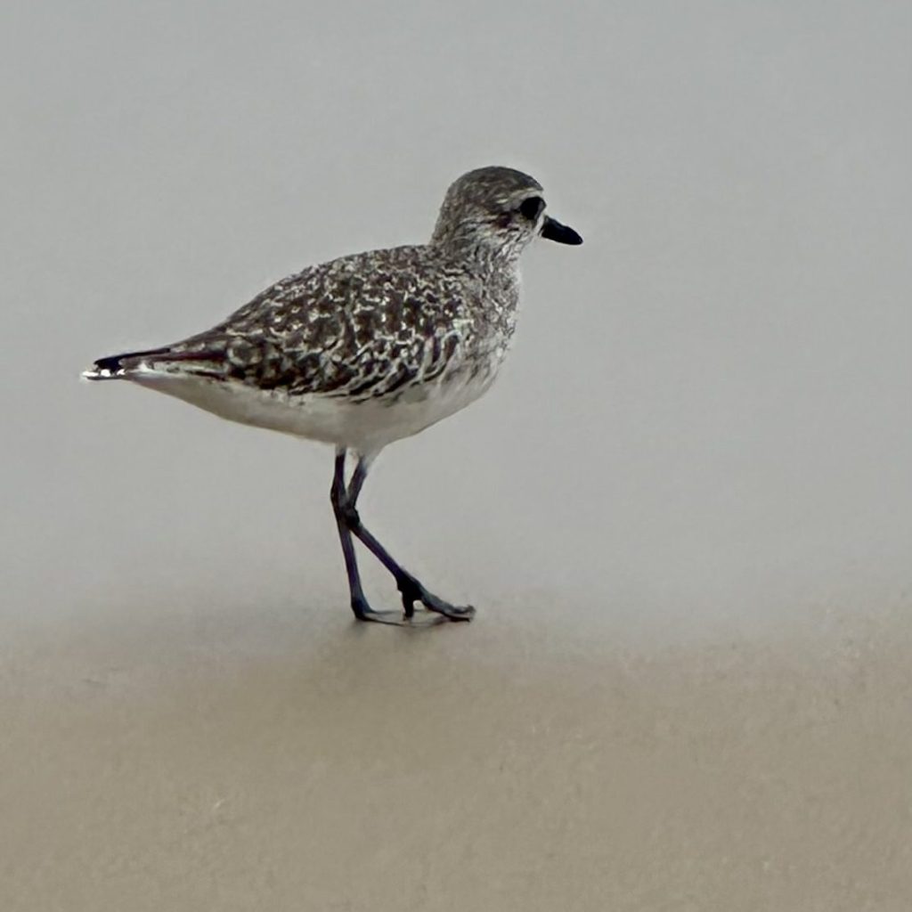 black-bellied plover, Tide pooling log; socal tide pools, beach walk, nature walk, nature, late summer,