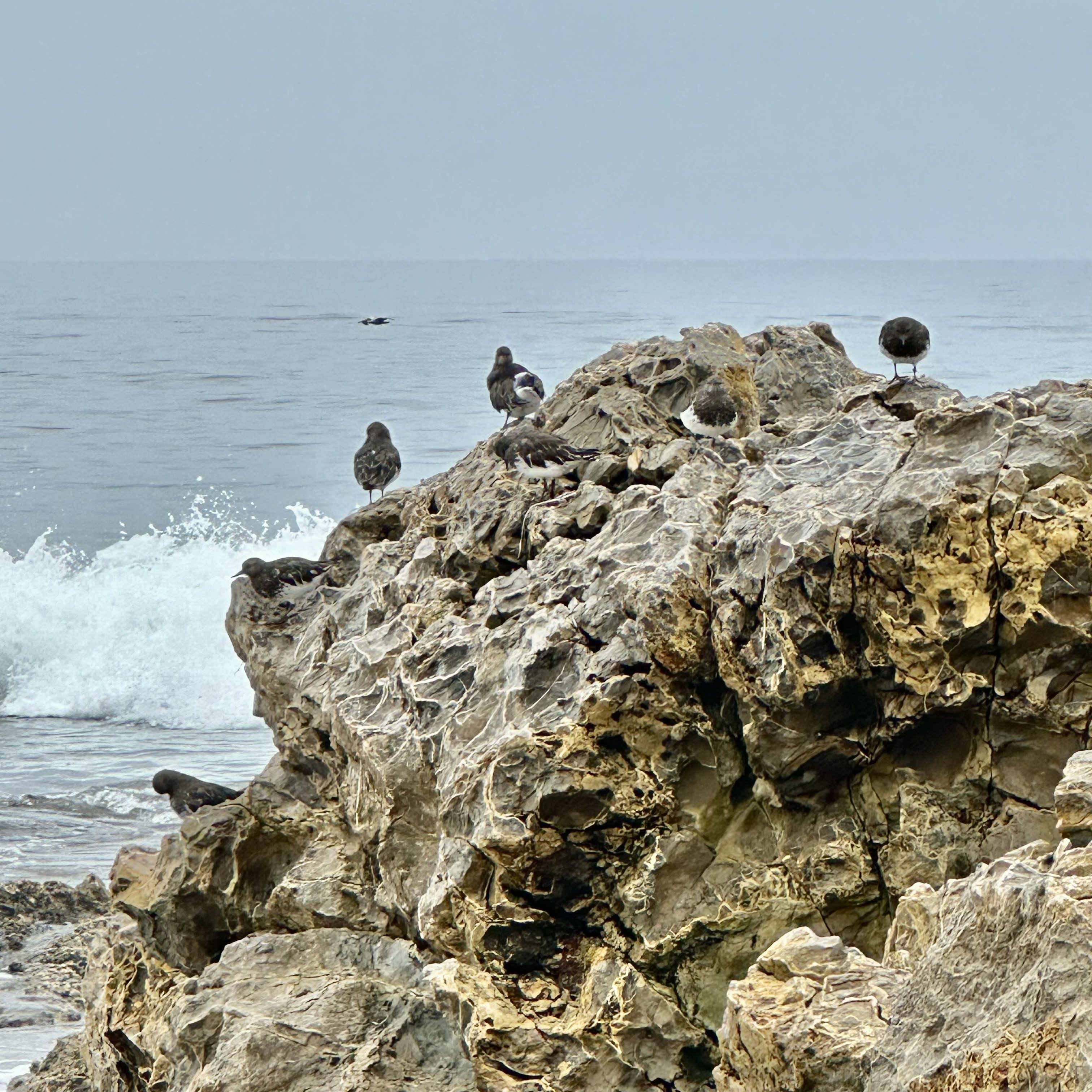 black turnstones, Tide pooling log; socal tide pools, beach walk, nature walk, nature, late summer,