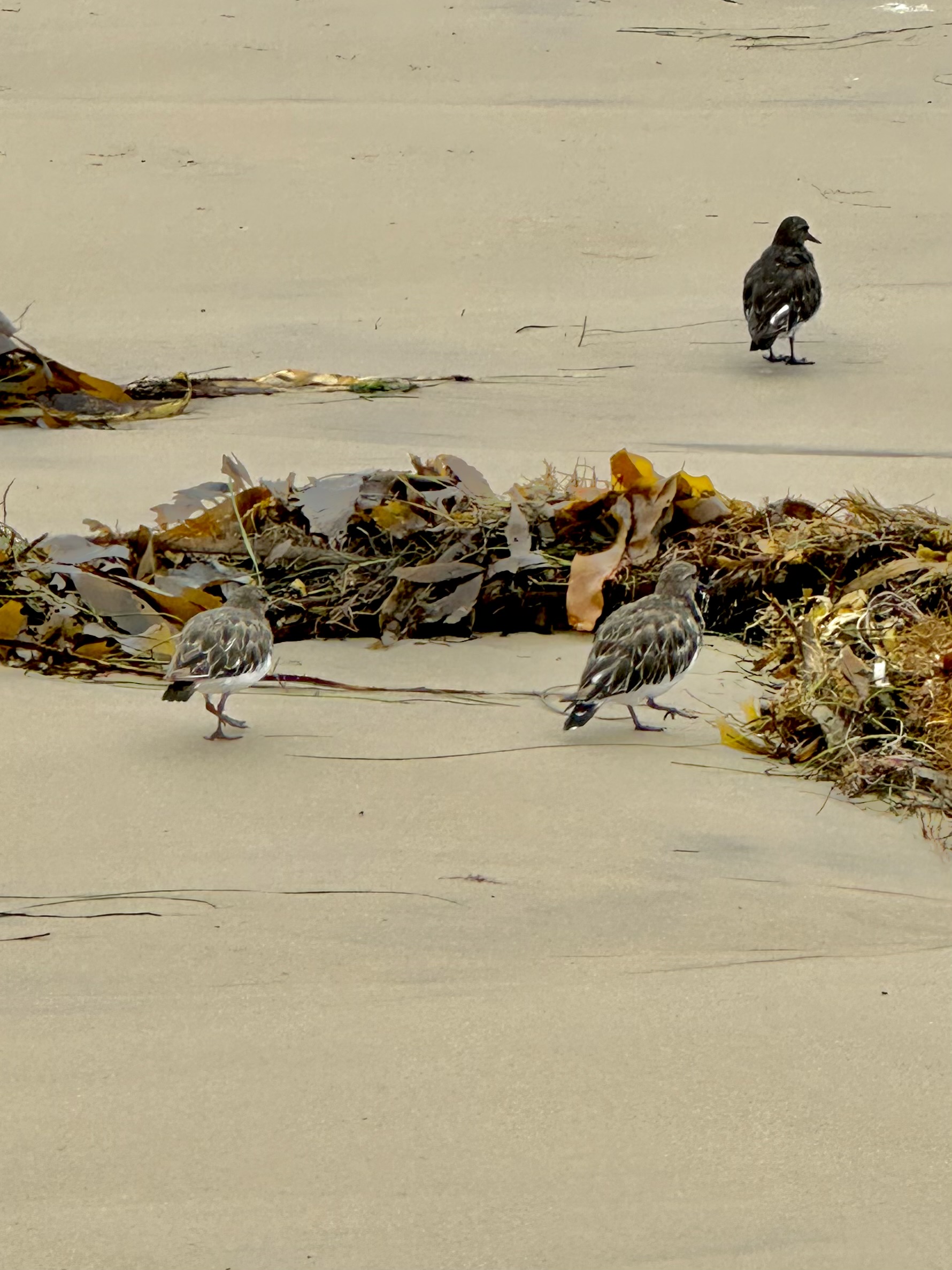 black turnstones, Tide pooling log; socal tide pools, beach walk, nature walk, nature, late summer,