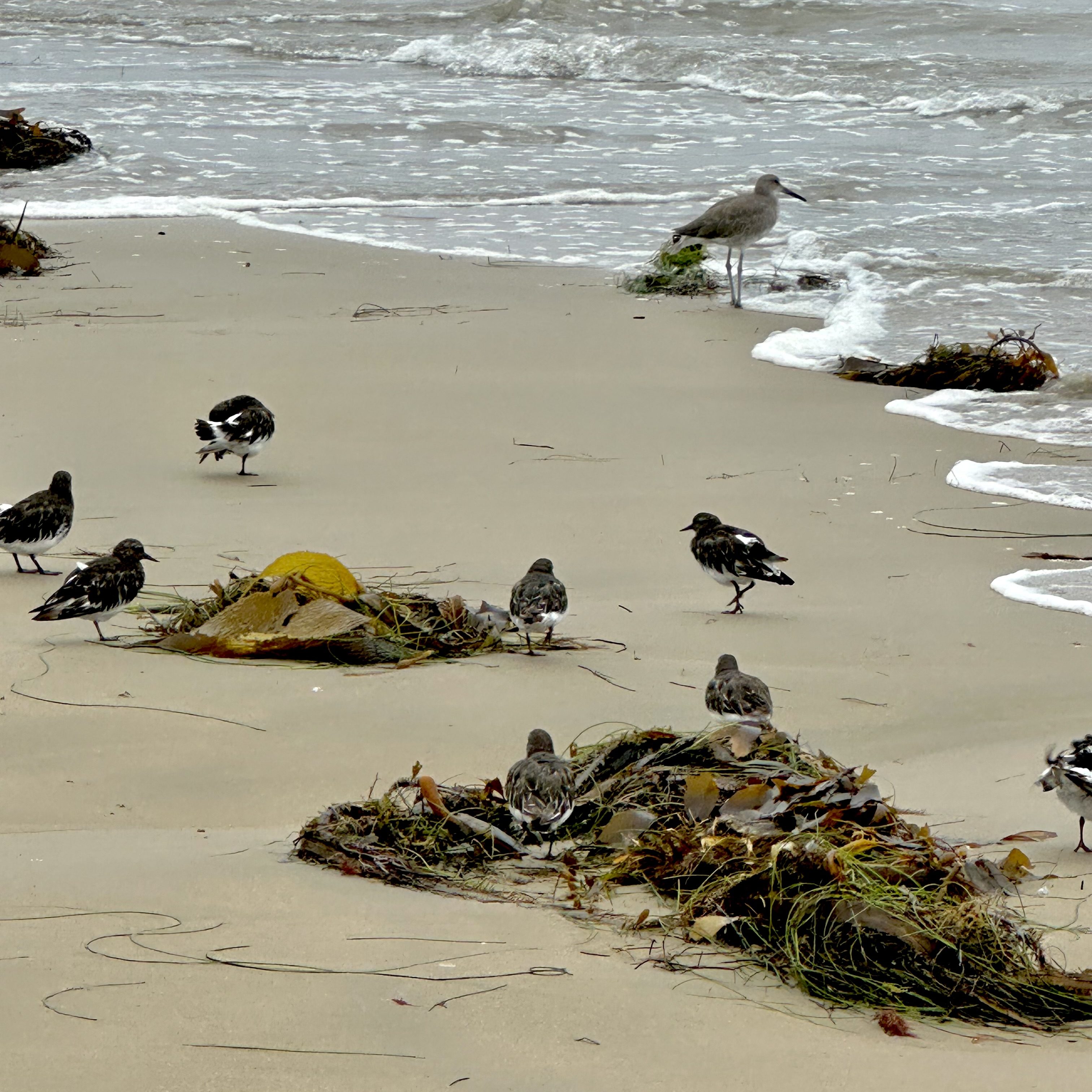 black turnstones, Tide pooling log; socal tide pools, beach walk, nature walk, nature, late summer,