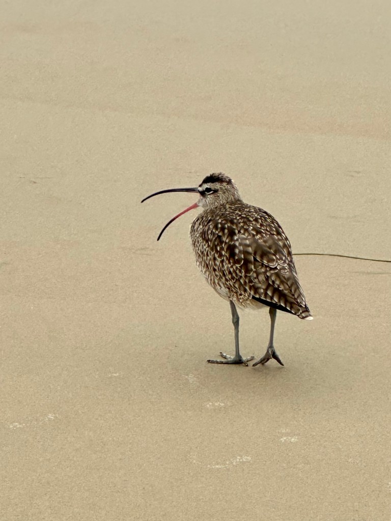 Whimbrel, Tide pooling log; socal tide pools, beach walk, nature walk, nature, late summer,