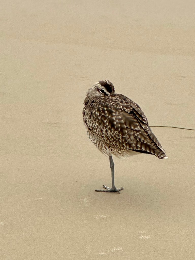 Whimbrel, Tide pooling log; socal tide pools, beach walk, nature walk, nature, late summer,
