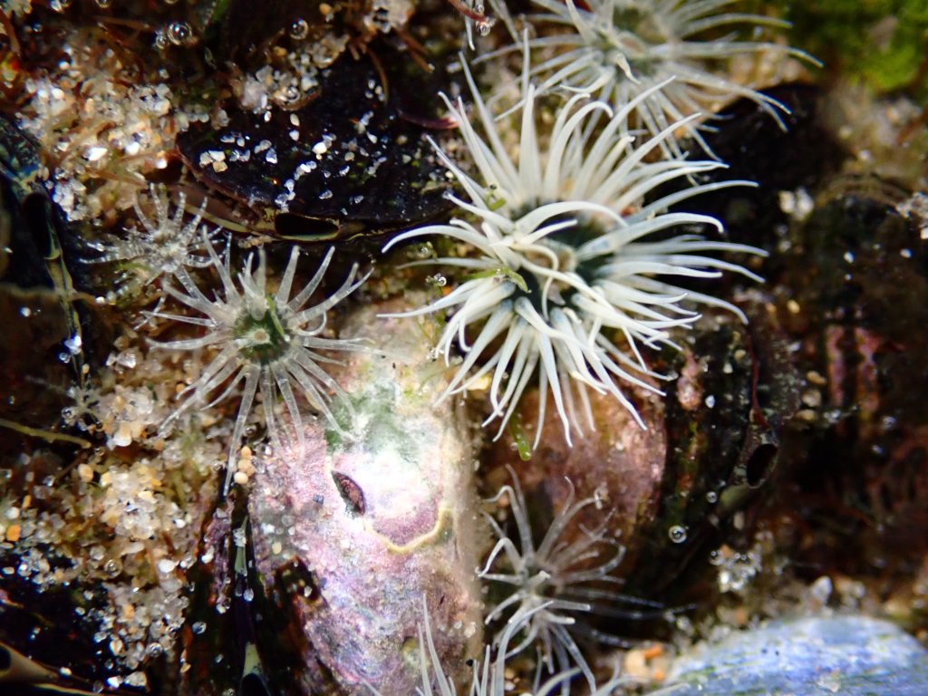 glass anemones, Tide pooling log; socal tide pools, beach walk, nature walk, nature, late summer,