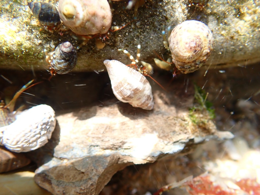 blueband hermit crabs, Tide pooling log; socal tide pools, beach walk, nature walk, nature, late summer,