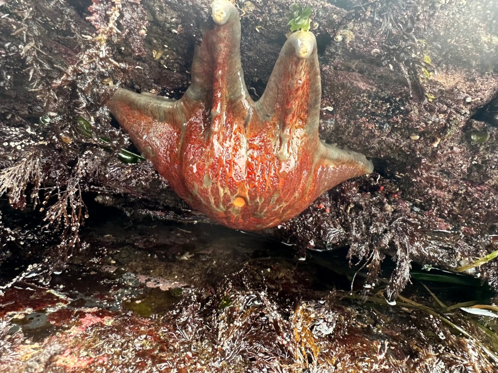 can I touch sea stars at the tide pools, leather star, Alaska tide pooling, sea stars, tide pooling