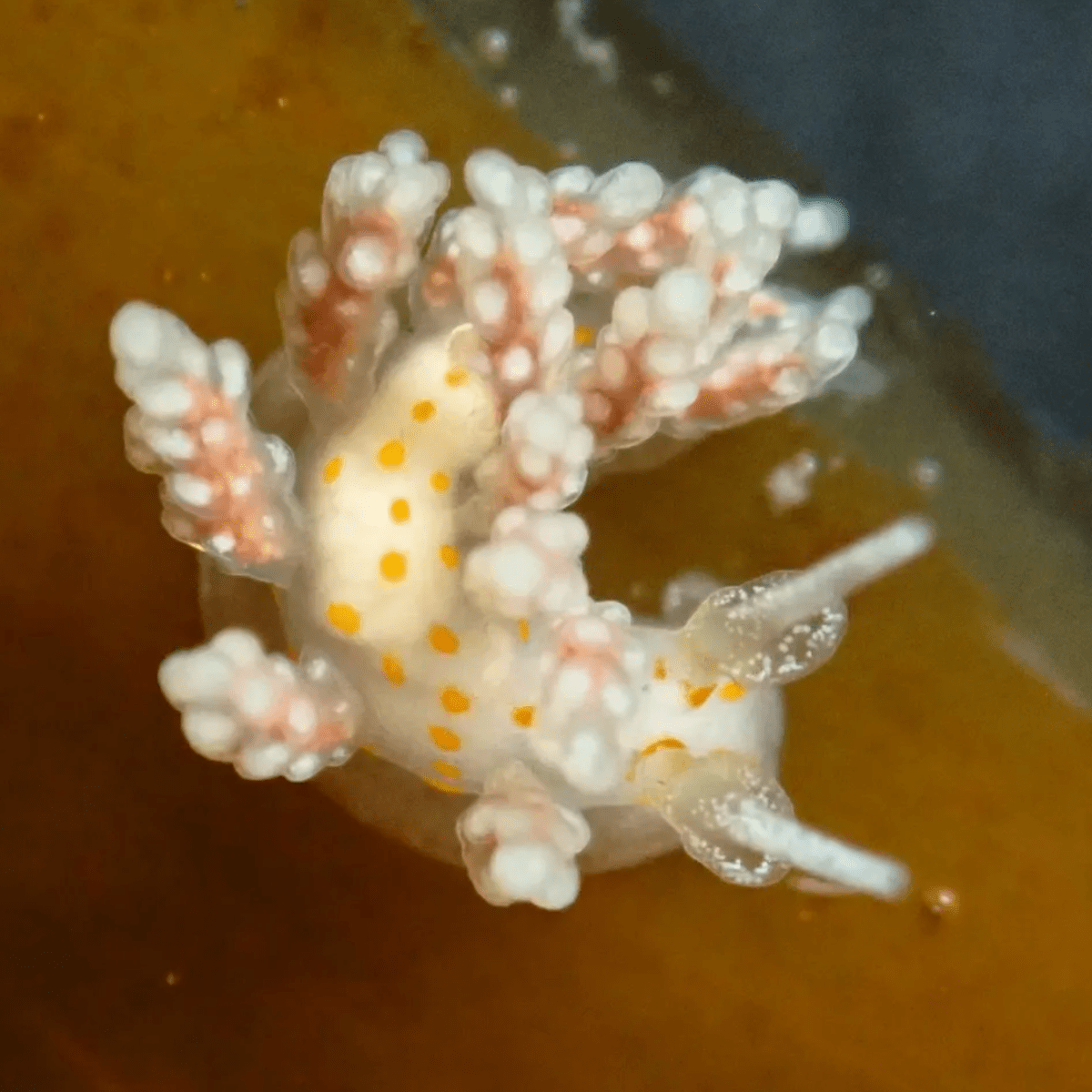 Two New Species of Nudibranch Described from&nbsp;California