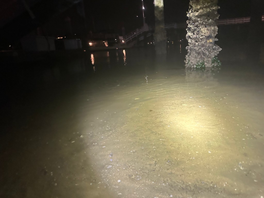 tide pooling at night, tide pooling at dawn, sandy beaches, marine life, intertidal