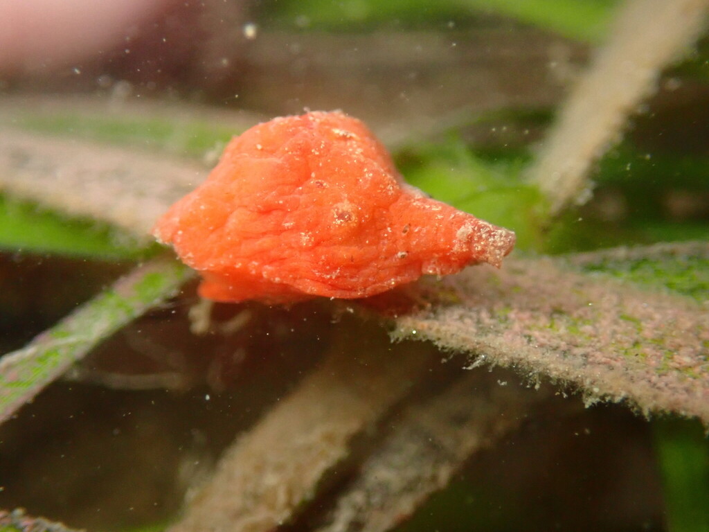 snails, mollusks shelling, essays, tide pooling, nature essays, Velutinoidea, intertidal, taxonomy, erato, trivia,Hainotis sharonae