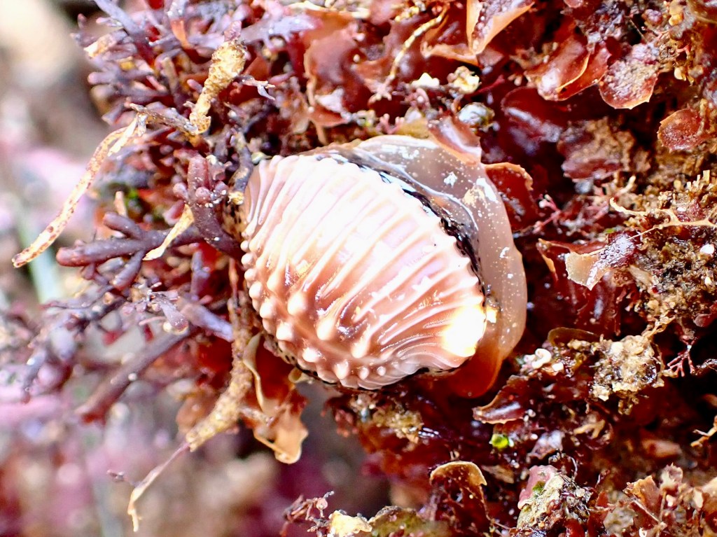 snails, mollusks shelling, essays, tide pooling, nature essays, Velutinoidea, intertidal, taxonomy, erato, trivia, solander's trivia