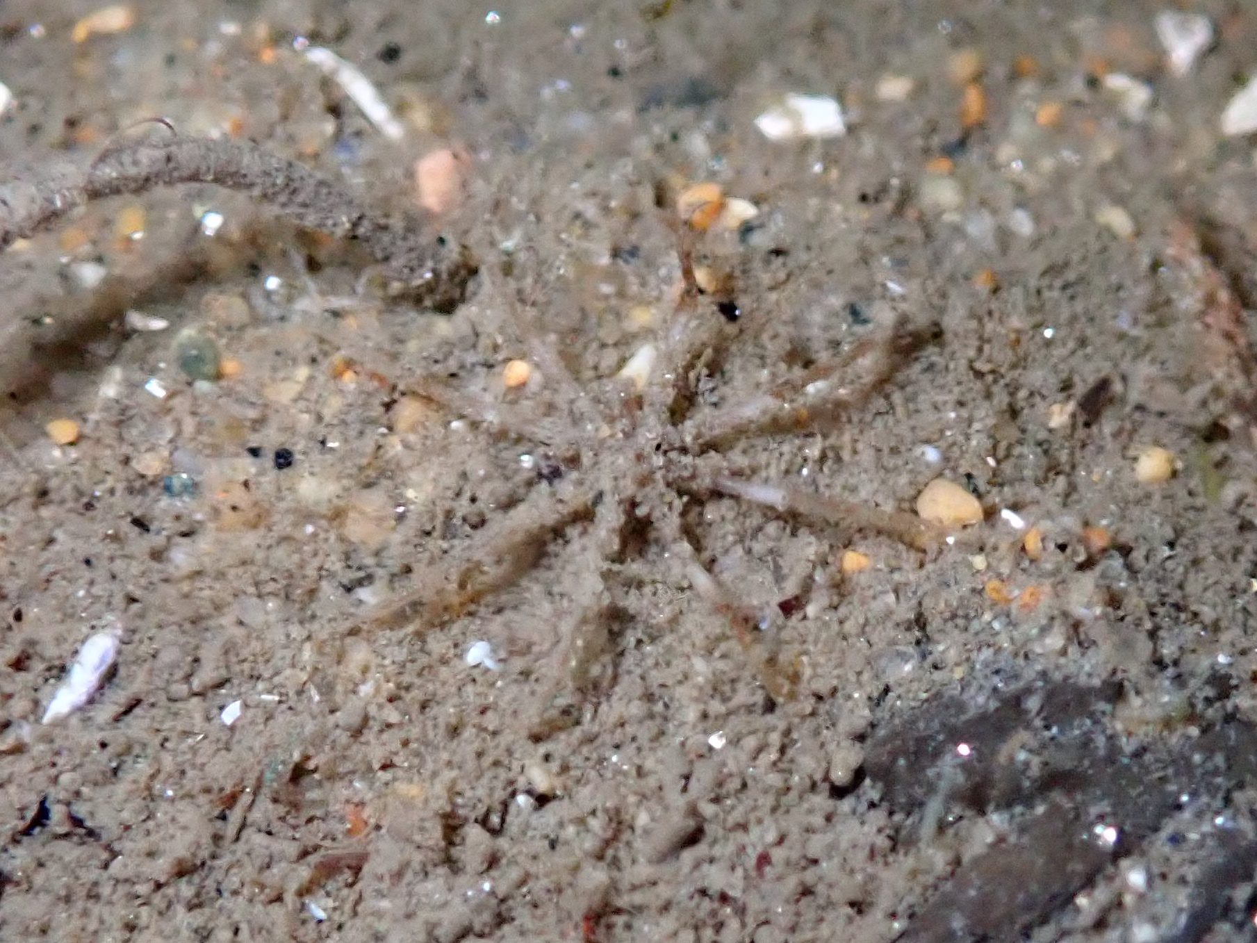 tide pooling at night, tide pooling at dawn, sandy beaches, marine life, intertidal, sea spider
