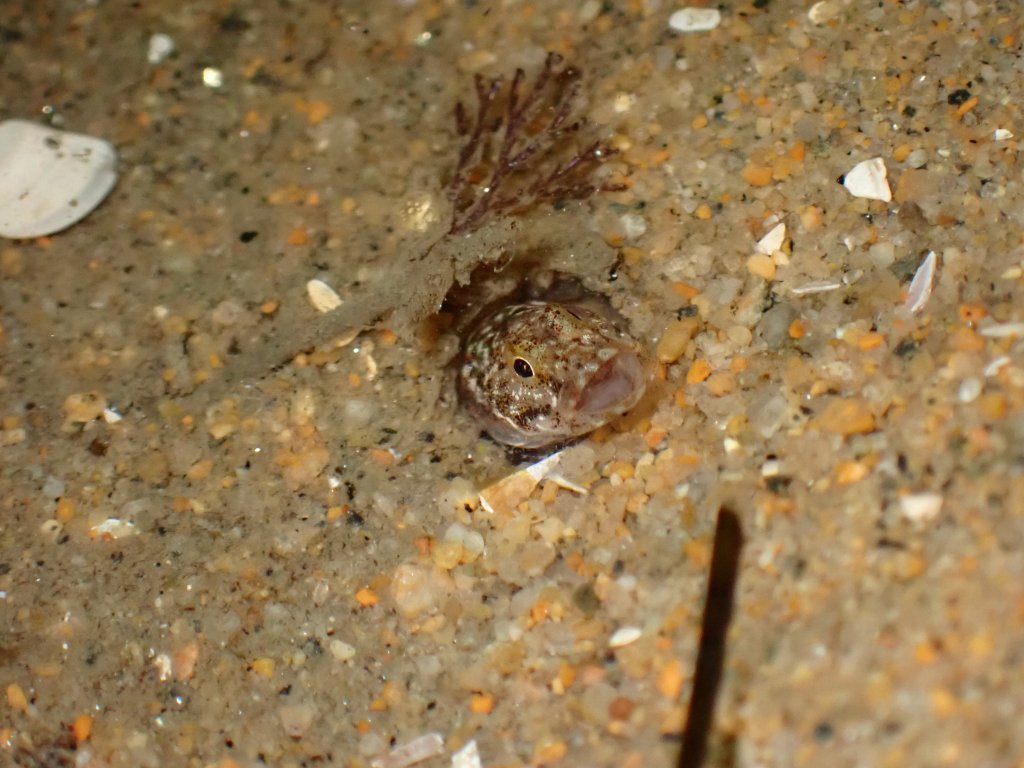 tide pooling at night, tide pooling at dawn, sandy beaches, marine life, intertidal, esturine gobies