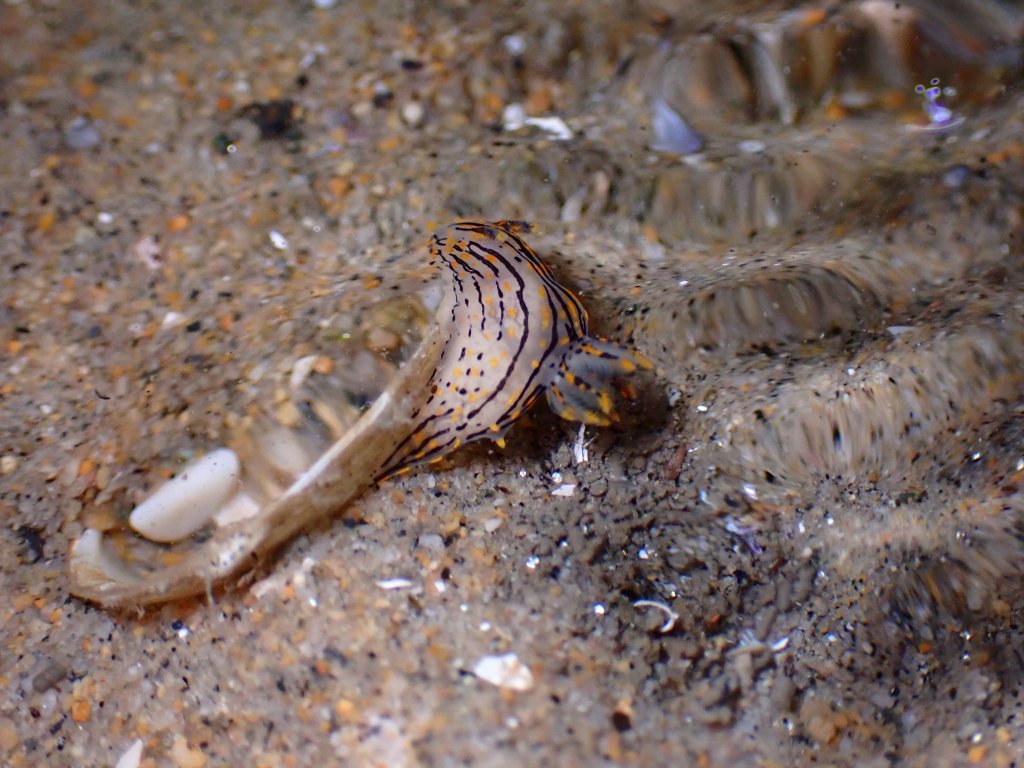 tide pooling at night, tide pooling at dawn, sandy beaches, marine life, intertidal, sorcerer's dorid