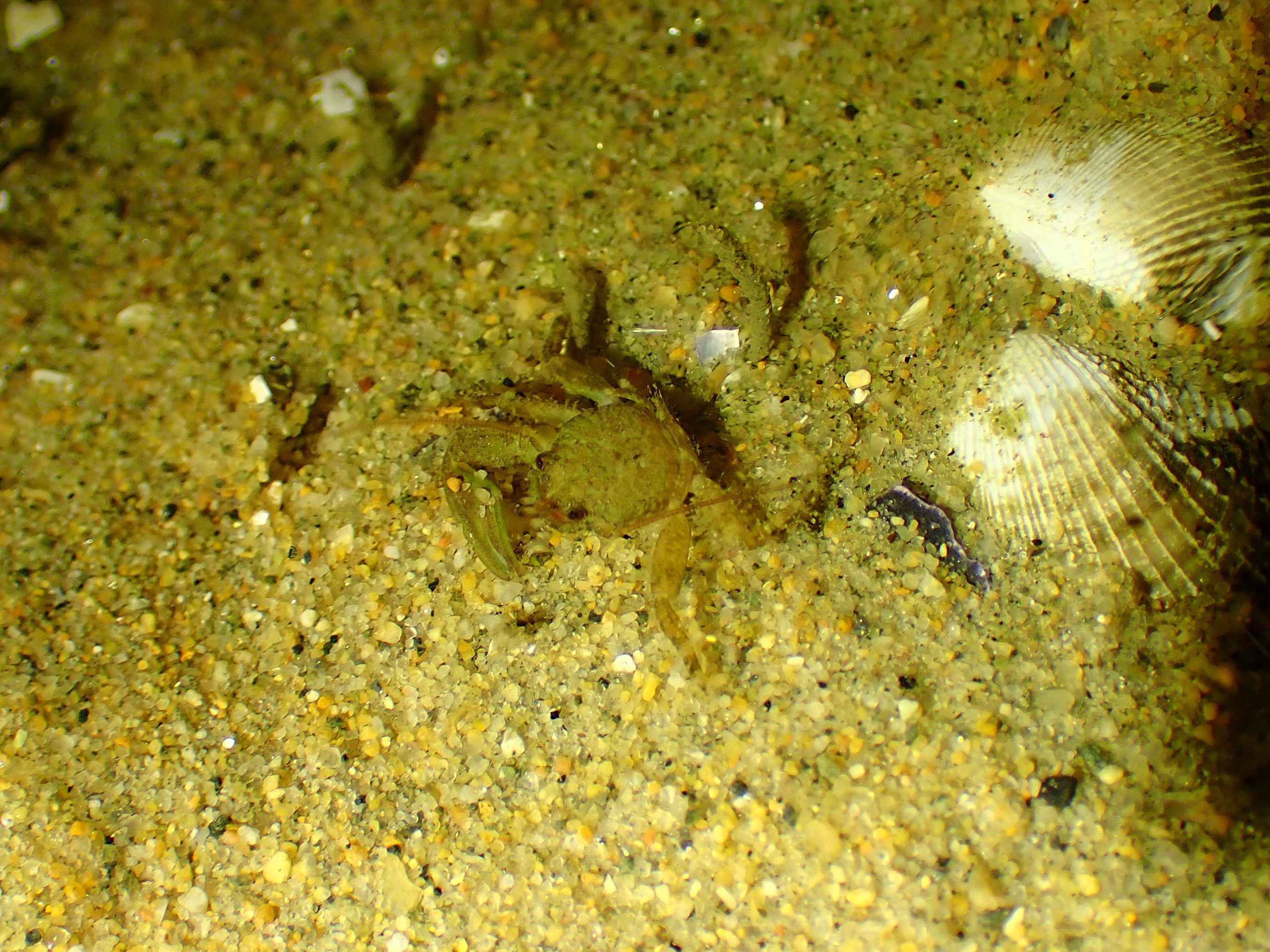 tide pooling at night, tide pooling at dawn, sandy beaches, marine life, intertidal, porcelain crab