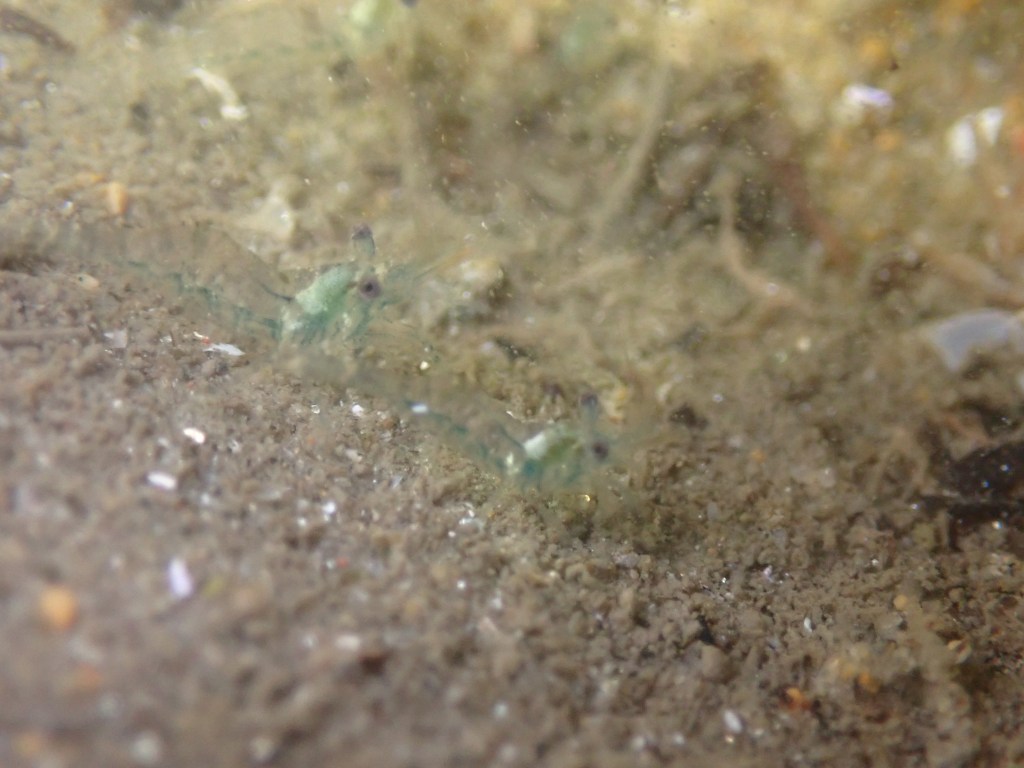 tide pooling at night, tide pooling at dawn, sandy beaches, marine life, intertidal, srhimp