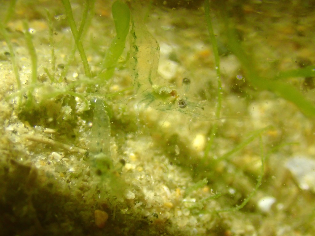 tide pooling at night, tide pooling at dawn, sandy beaches, marine life, intertidal, shrimp