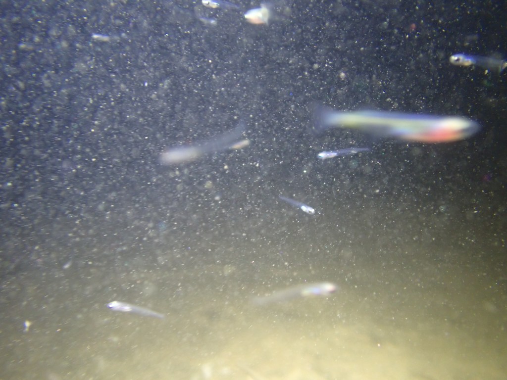 tide pooling at night, tide pooling at dawn, sandy beaches, marine life, intertidal, fry