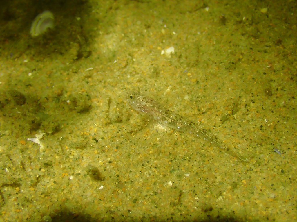 tide pooling at night, tide pooling at dawn, sandy beaches, marine life, intertidal, esturine gobies
