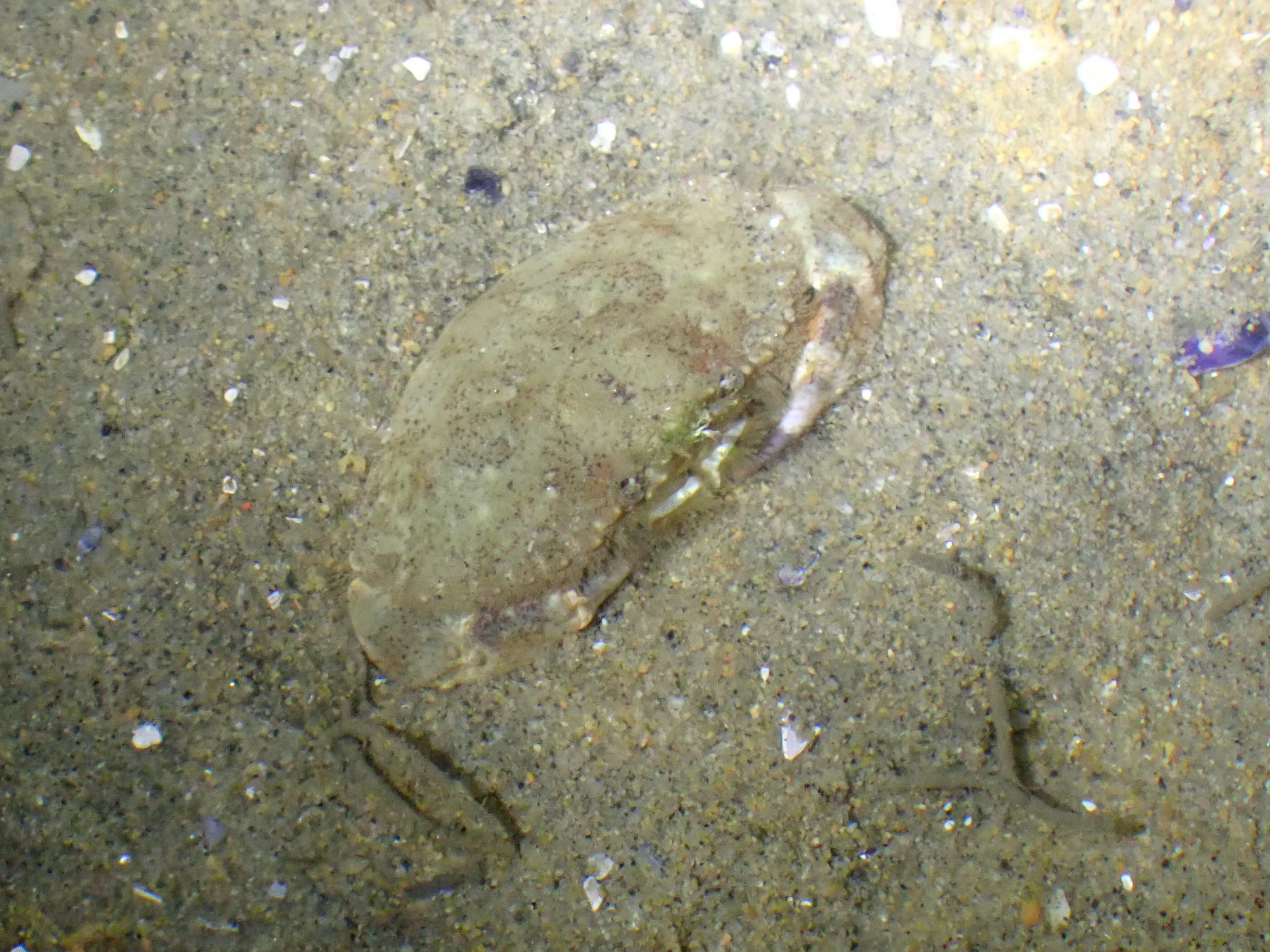 tide pooling at night, tide pooling at dawn, sandy beaches, marine life, intertidal, rock crab
