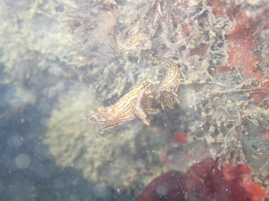 tide pooling at night, tide pooling at dawn, sandy beaches, marine life, intertidal, sorcerer's dorid