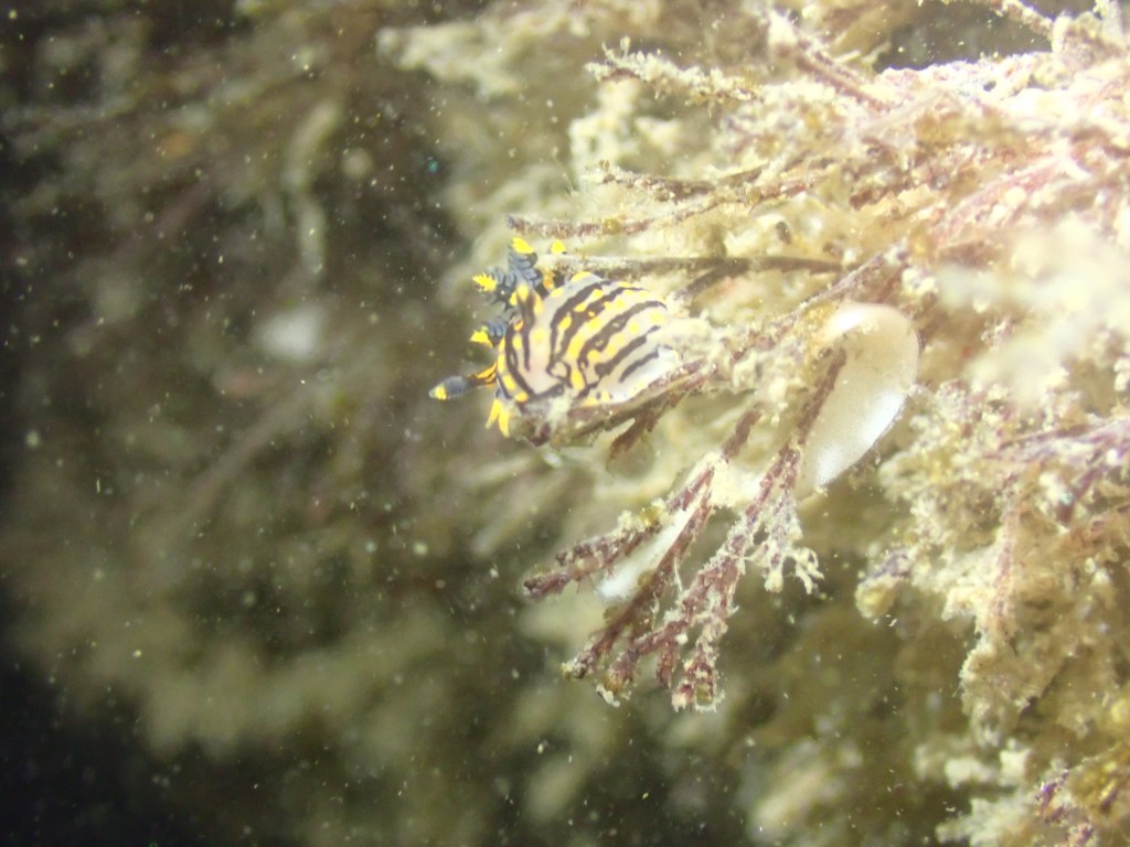 tide pooling at night, tide pooling at dawn, sandy beaches, marine life, intertidal, sorcerer's dord