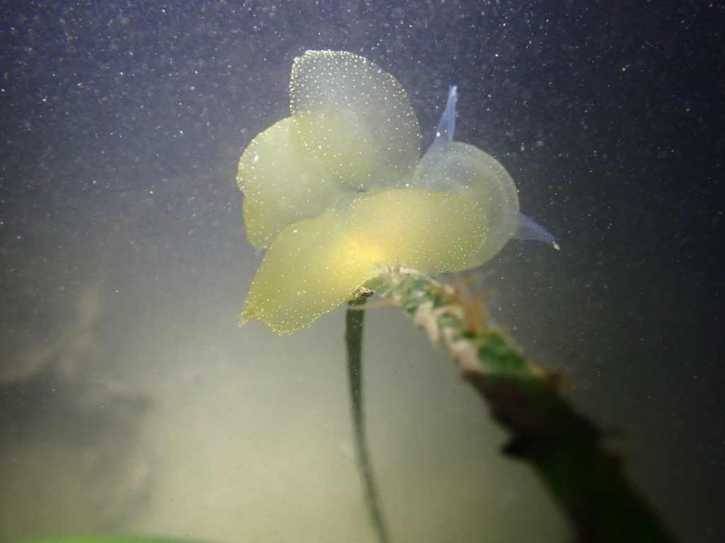 tide pooling at night, tide pooling at dawn, sandy beaches, marine life, intertidal, hooded nudibranch